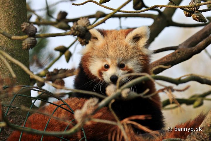 Rod Panda3.jpg - Rød Panda (Ailurus fulgens fulgens)